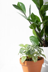Home plants fittonia and zamiokulkas in different pots on a white background. Home gardening concept. Houseplants in a modern interior.