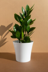 Home plant zamioculcas in a white pot on a beige and brown background. The concept of minimalism. Houseplants in a modern interior.