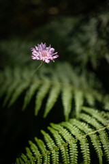 Single lavender pink flower of Scabiosa columbaria on green fern background