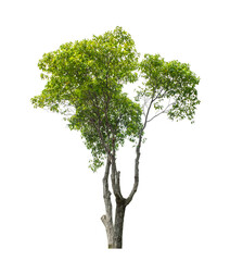 Tree on transparent picture background with clipping path, single tree with clipping path and alpha channel.