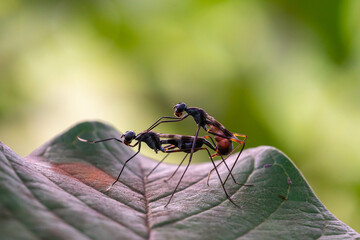 Language of love in the wild - beyond disability