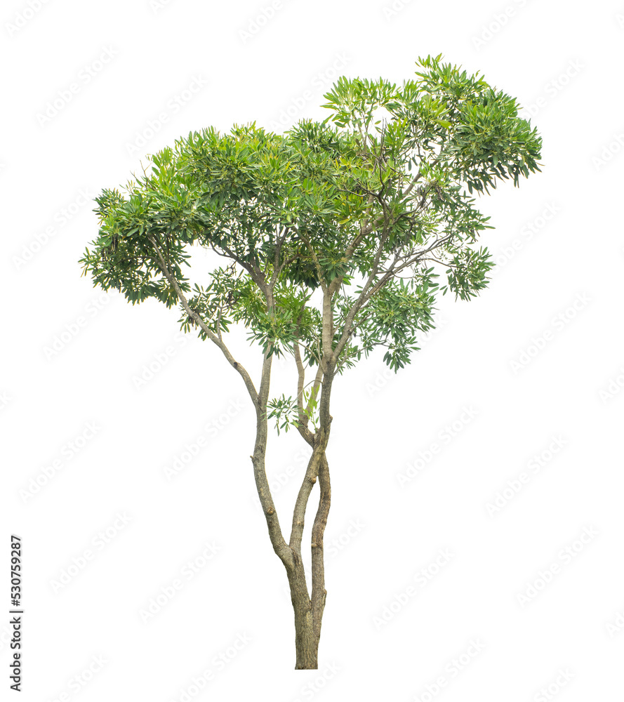 Aufkleber Tree on transparent picture background with clipping path, single tree with clipping path and alpha channel.