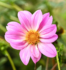 Fototapeta premium Beautiful close-up of a pink dahlia