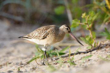 The bar-tailed godwit walking on the beach of Baltic sea. Limosa lapponica