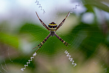 Cross spider on the web