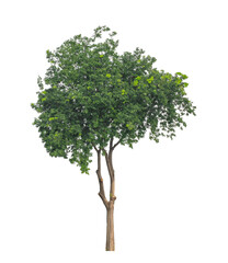 Obraz premium Tree on transparent picture background with clipping path, single tree with clipping path and alpha channel.