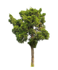 Fototapeta na wymiar Tree on transparent picture background with clipping path, single tree with clipping path and alpha channel.