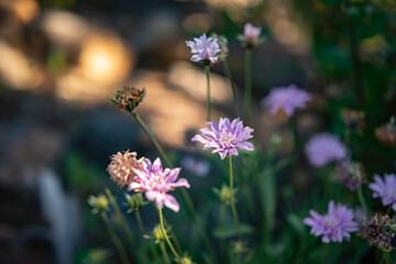 Lavender flowers of Scabiosa columbaria on green grass background, golden light
