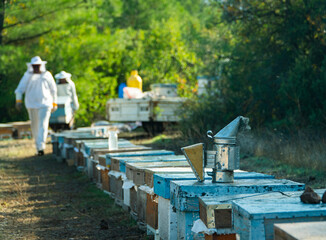 Honey Bee Smoker top of Beehive