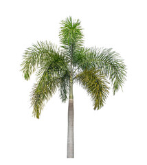 Palm tree on transparent picture background with clipping path, single tree with clipping path and alpha channel.