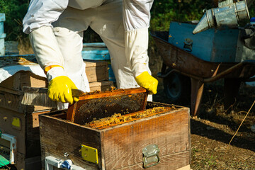 Beekeeper take combs from honey hives, Pine Honey Harvest