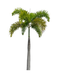 Palm tree on transparent picture background with clipping path, single tree with clipping path and alpha channel.