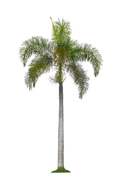 Palm tree on transparent picture background with clipping path, single tree with clipping path and alpha channel.
