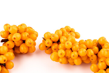 Sea-buckthorn berries branch on a white background