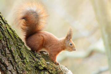 red squirrel or Eurasian red squirrel