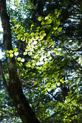 山の葉＿透過光，ボケ＿１