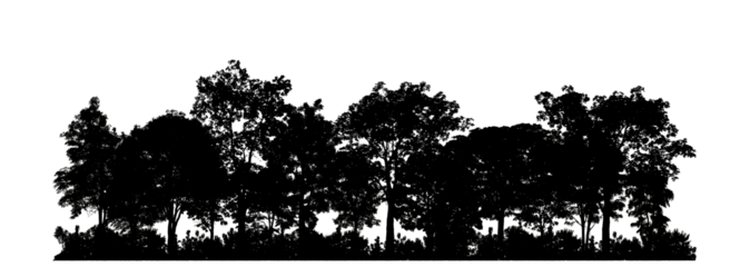 Silhouette tree brush design on transparent .background, illustrations brush brush from real tree with clipping path and alpha channel