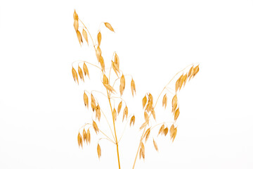 oat spike or ears isolated on white background close-up