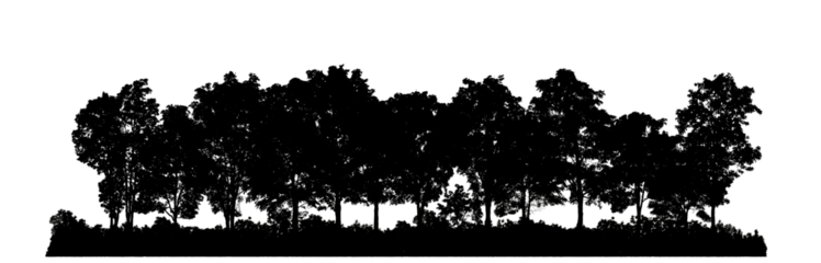 Silhouette tree brush design on transparent .background, illustrations brush brush from real tree with clipping path and alpha channel