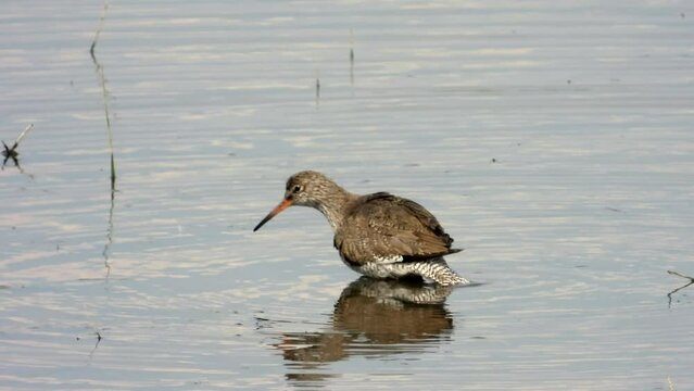 Rotschenkel&nbsp;(Tringa totanus)