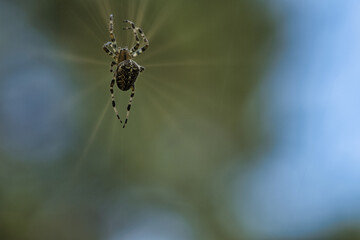 Cross spider crawling on a spider thread. Blurred. A useful hunter among insects