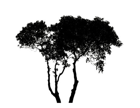 Silhouette tree brush design on transparent background, illustrations brush brush from real tree with clipping path and alpha channel