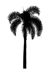 Silhouette palm tree brush design on transparent  background, illustrations brush brush from real tree with clipping path and alpha channel