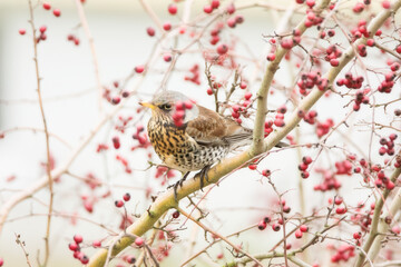 Fieldfare