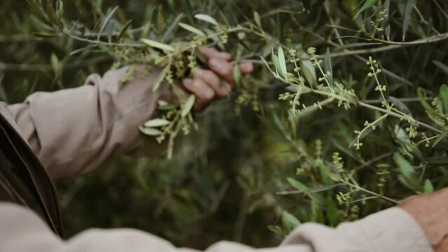 Un arboriculteur inspecte ses oliviers en manipulant les branches avec sa main
