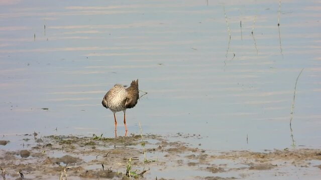 Rotschenkel&nbsp;(Tringa totanus)
