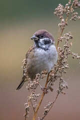 Little sparrow on a branch