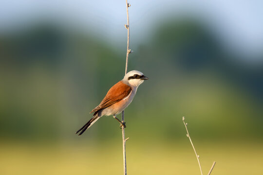 red-backed shrike perched on the plant. Shallow focus.