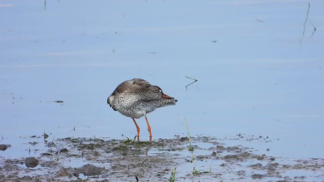 Rotschenkel&nbsp;(Tringa totanus)