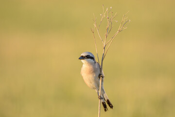 Red-backed shrike bird perched on a tree branch