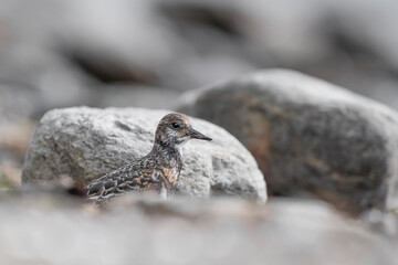 The ruddy turnstone on the rocks (Arenaria interpres)
