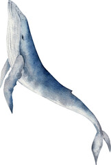 whale isolated on transparent background - obrazy, fototapety, plakaty