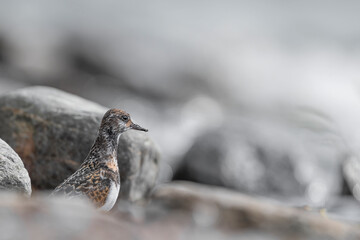 Fine art portrait of the ruddy turnstone among the rocks (Arenaria interpres)