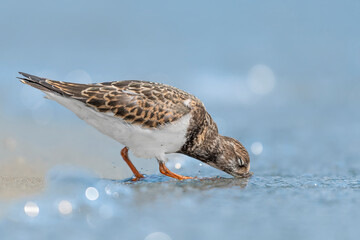 The ruddy turnstone looking crabs on the beach (Arenaria interpres)