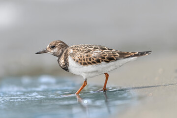 The ruddy turnstone (Arenaria interpres)