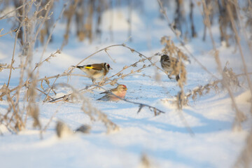 Common redpoll in countryside in winter