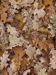 Fallen oak leaves pattern. Aesthetic autumn background