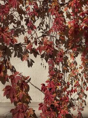 Red autumn fall leaves and sunlight shadows on neutral beige wall. Aesthetic floral silhouette in...