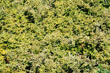 green moss background