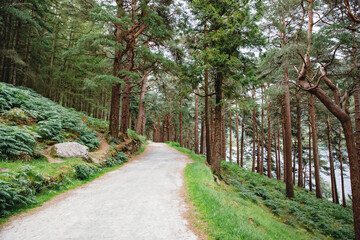 Fototapeta na wymiar Idyllic view in Glendalough Valley forest with footpath, County Wicklow, Ireland. Mountains, lake and tourists walking paths
