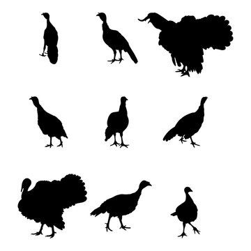 turkey, turkey, turkeycock, gobbler, tom turkey standing , different pack of bird silhouettes, isolated vector