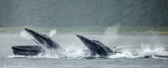 Fototapeta premium Bubble-net feeding of the Humpback whales (Megaptera novaeangliae). Chatham Strait area. Alaska. USA.