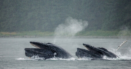 Obraz premium Bubble-net feeding of the Humpback whales (Megaptera novaeangliae). Chatham Strait area. Alaska. USA.