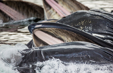 Humpback whales (Megaptera novaeangliae) bubble net feeding. Chatham Strait area. Alaska. USA.