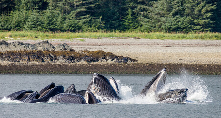 Fototapeta premium Bubble-net feeding of the Humpback whales (Megaptera novaeangliae). Chatham Strait area. Alaska. USA.