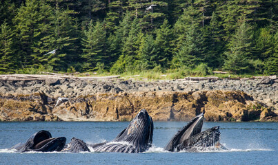 Obraz premium Bubble-net feeding of the Humpback whales (Megaptera novaeangliae). Chatham Strait area. Alaska. USA.